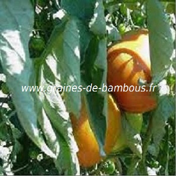 tomate-ponderosa-jaune-www-graines-de-bambous-fr-ll.jpg