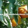 tomate-ponderosa-jaune-www-grainesdebambous-com.jpg