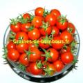 Tomate red cherry cerise rouge ronde graines de bambous fr