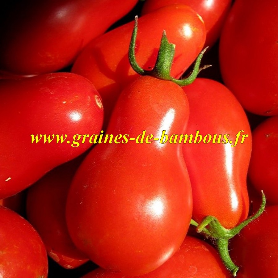 Tomate red cherry graines