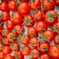 Tomate cerise Red cherry réf.464