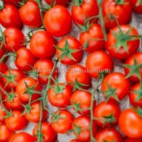Tomate red cherry ronde