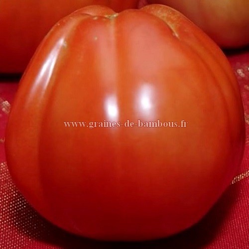 Tomate red pear a gros fruits