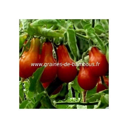 Tomate red pear poire rouge
