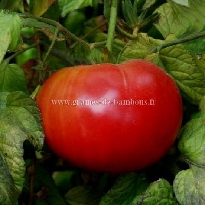 Tomate red ponderosa graines de bambous fr