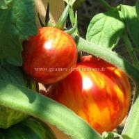 Tomate red zebra ou rouge zebra