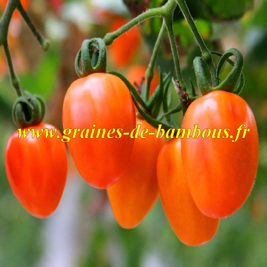 Tomate rio grande graines de bambous eu