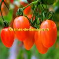 Tomate rio grande graines plant