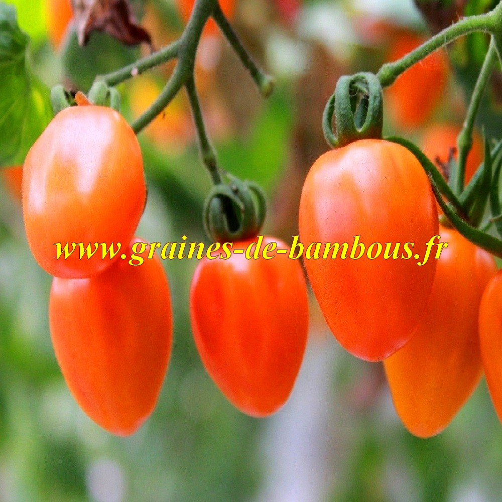 Tomate rio grande graines semis et plant