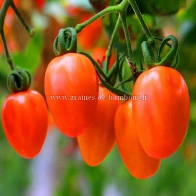 Tomate rio grande graines plant