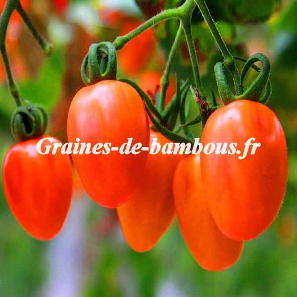 Tomate rio grande grainesdebambous com