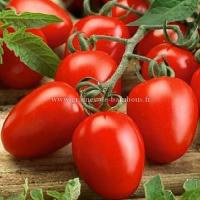 Tomate roma allongee graines