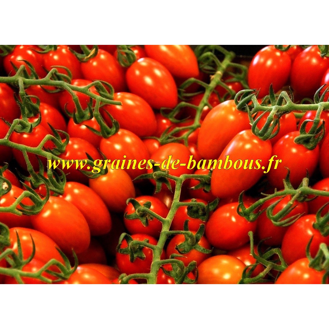 Tomate roma graines de bambous fr