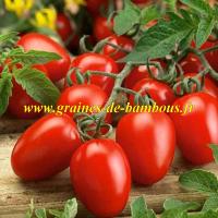 Tomate roma graines solanum esculentum