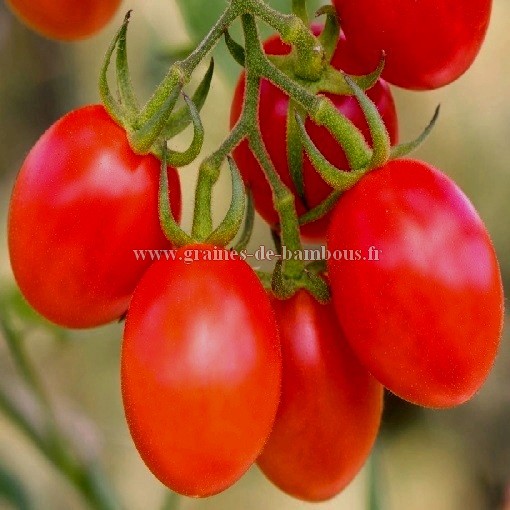 Tomate roma lycopersicon esculentum