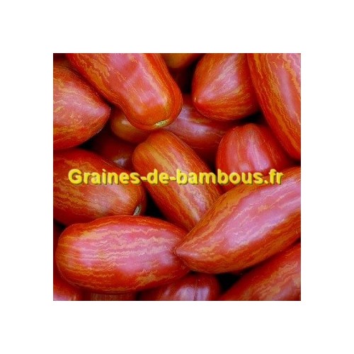 Tomate roma striee sur graines de bambous fr