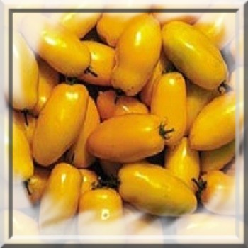 tomate-roman-candle-jaune-www-graines-de-bambous-fr-www-grainesdebambous-com.jpg