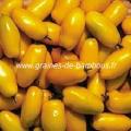 tomate-roman-candle-jaune-www-graines-de-bambous-fr.jpg