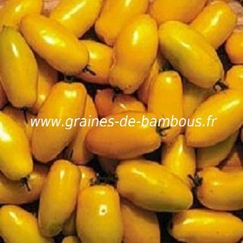 tomate-roman-candle-jaune-www-graines-de-bambous-fr.jpg