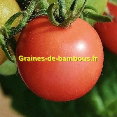 Tomate rose de berne graines de bambous fr