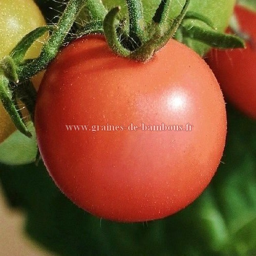 Tomate ancienne 'Black Beauty' - Solanum lycopersicum (graines / seeds)