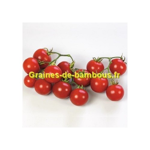 Tomate rotkappchen graines de bambous fr