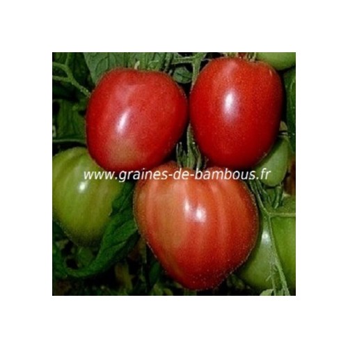 Tomate rouge red strawberry lycopersicom esculentum www graines de bambous eu