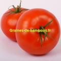 Tomate rouge saint pierre