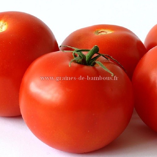 Tomate saint pierre culture semis graine