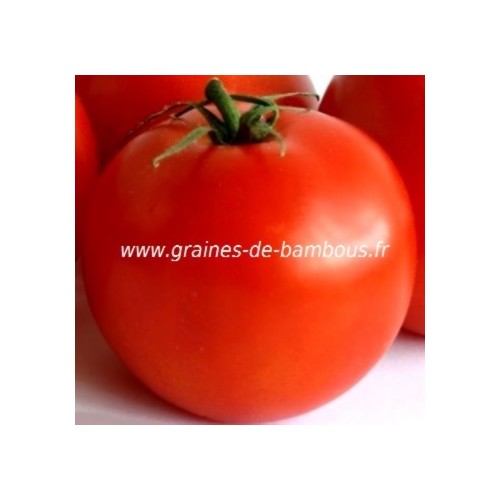 Tomate saint pierre graines de bambous fr 2