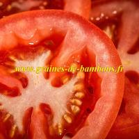 Tomate saint pierre graines lycopersicon esculentum