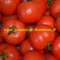 Tomate saint pierre semis et culture
