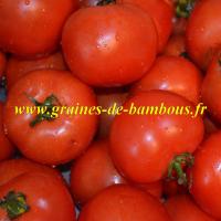 Tomate saint pierre semis et culture