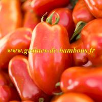 Tomate san marzano 2 graines