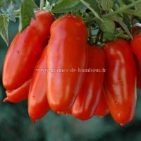 Tomate san marzano graines semis plant