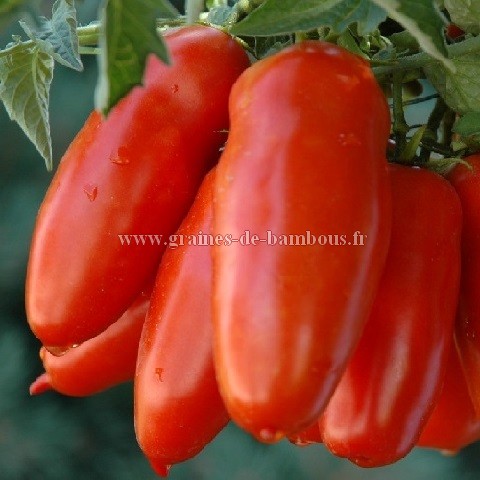 Tomate san marzano graines