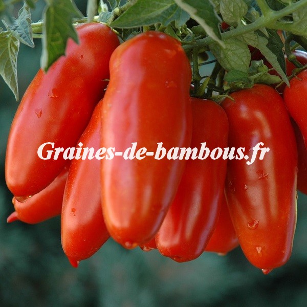Tomate san marzano grainesdebambous com