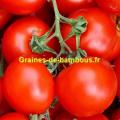 Tomate siberian graines de bambous fr