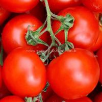 Tomate siberian graines