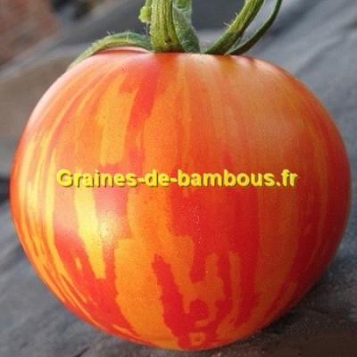 Tomate striee red zebra graines