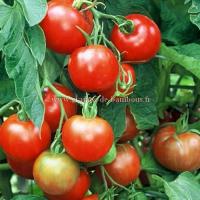 Tomate stupice graines de bambous fr