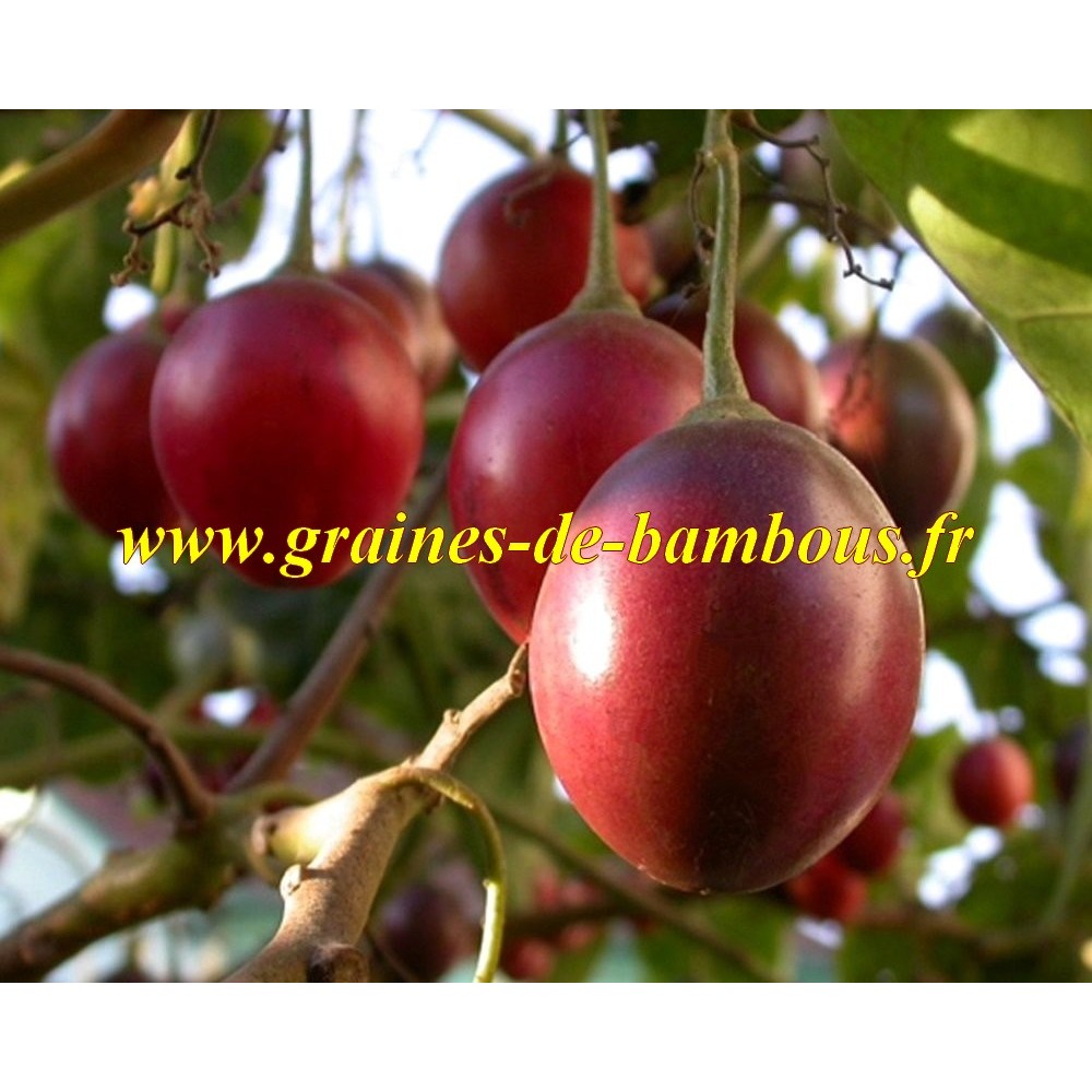 Tomate tamarillo en arbre graines de bambous eu