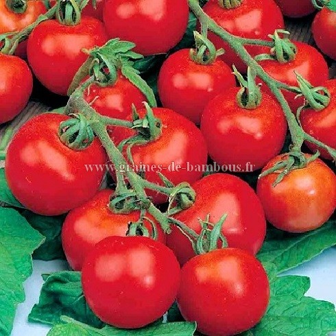 Tomate tamina