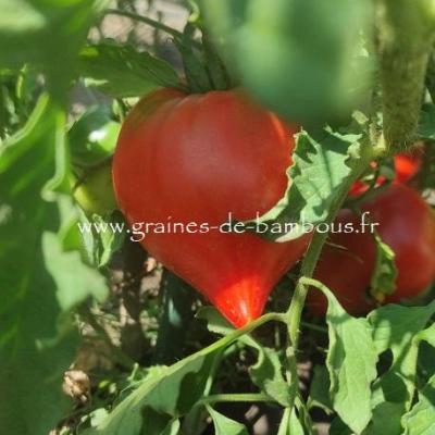 Tomate Têton de Vénus réf.37