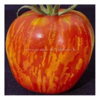 Tomate tigerella semences graines