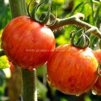 Tomate tigerella semences