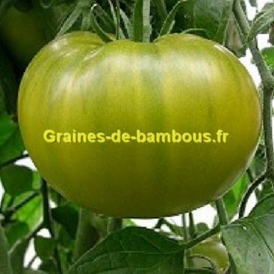 Tomate verte evergreen graines