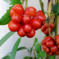 Tomate voyage www graines de bambous fr 1