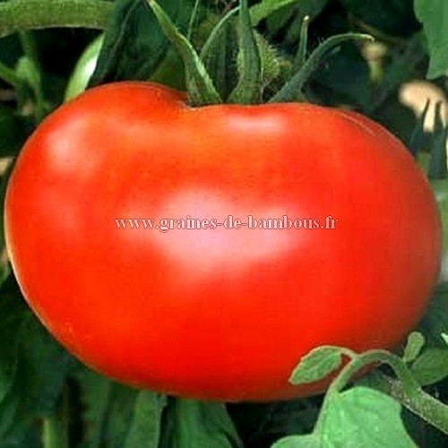 Tomate watermelon beefsteak variete ancienne