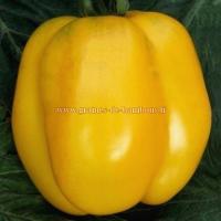 Tomate yellow stuffer graines de bambous fr
